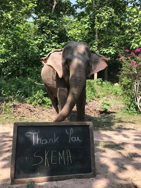 SKEMA湄公河亚洲象保护项目